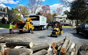 Why Choose Our Tree Removal Services in Hiawatha, IA?