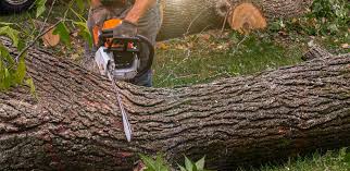 Tree and Shrub Care in Hiawatha, IA